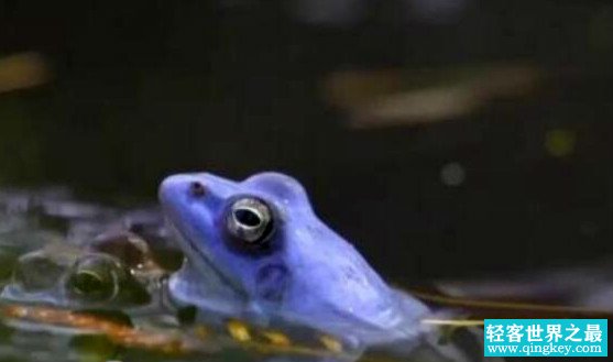 世界四大毒性最强的蛙 一克毒液毒死80人（致命动物）
