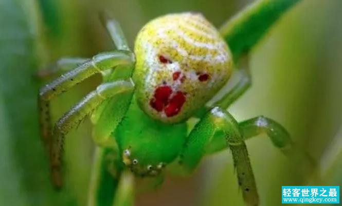 世界上最诡异蜘蛛 酷似人脸的图案（人面蜘蛛）