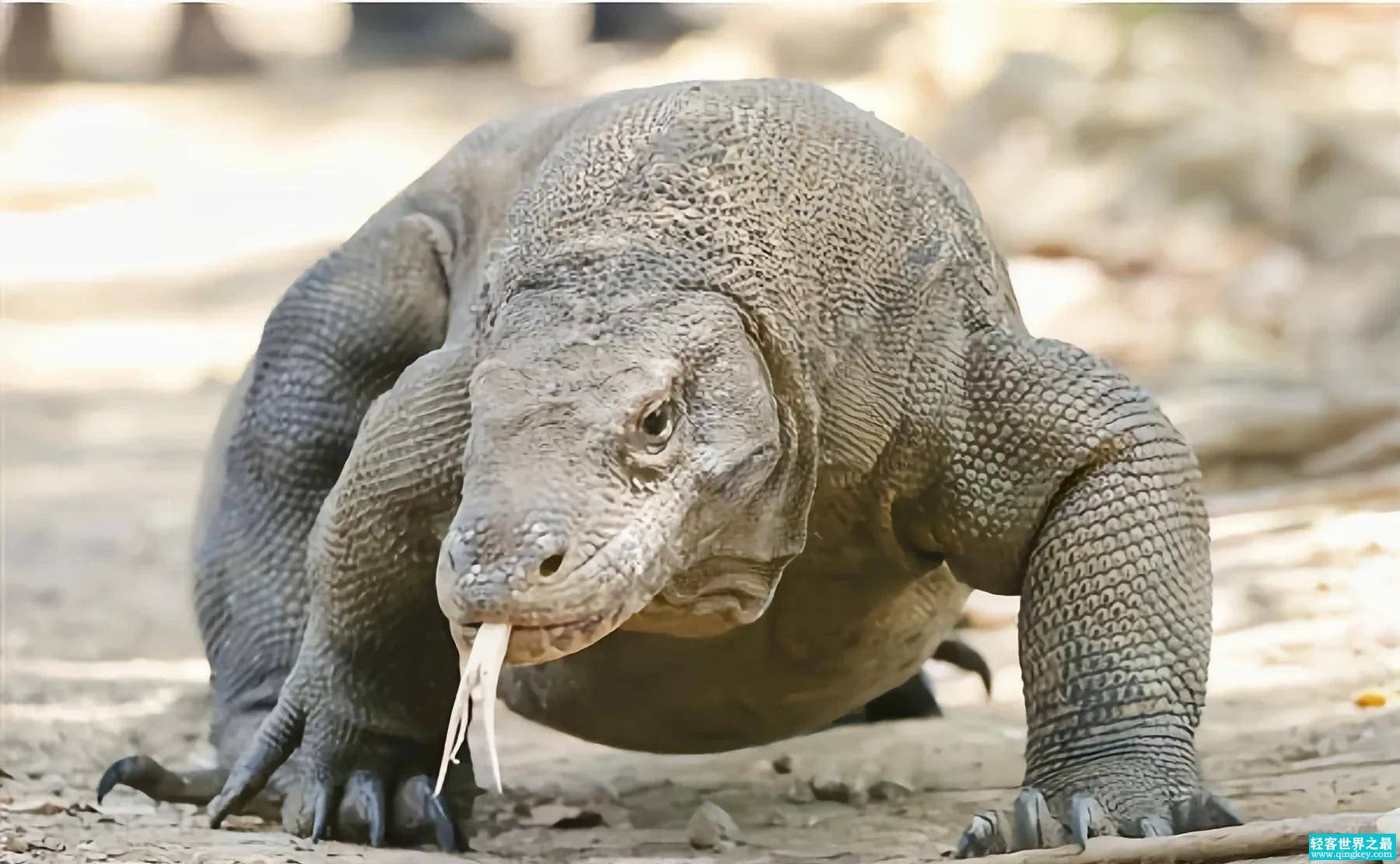 世界上体型最大的蜥蜴 体长达3米（科莫多巨蜥）
