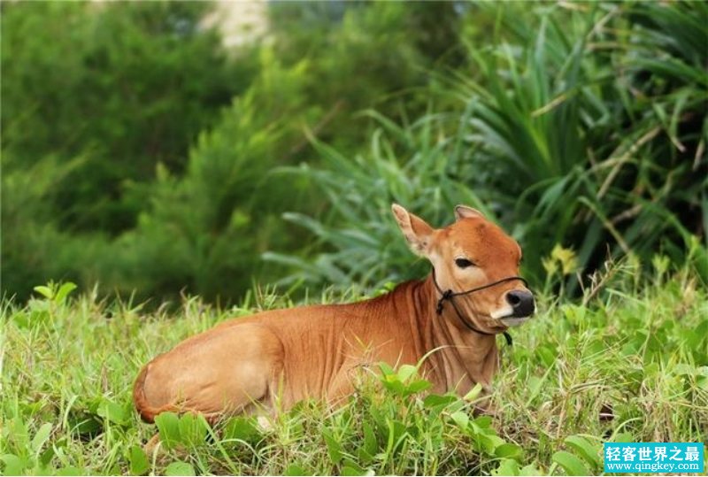 世界上最小的牛品种 体型矮小 比较像狗（小狗牛）