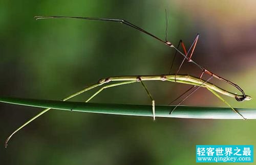 世界上最长的昆虫 竹节虫（身长62.4厘米）