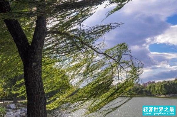 世界上风力最强的地方 位于南极的联邦海湾(八级大风)