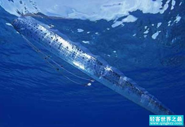 世界上最大的带鱼 鲱王皇带鱼长达15米 (硬骨鱼种类)