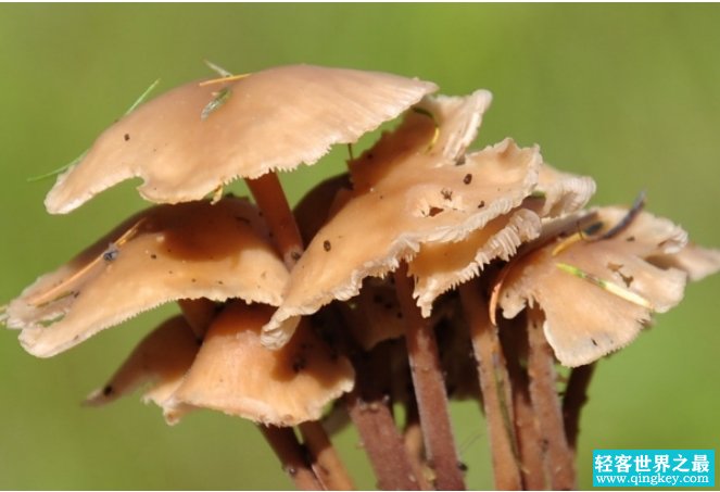 世界最大蘑菇长了2800多年 榛蘑重达上千吨(口感顺滑)
