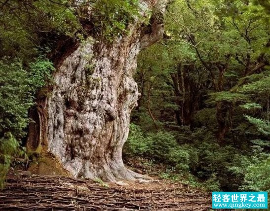 世界上最古老的树排名，欧洲云杉树龄近万岁（未停止生长）