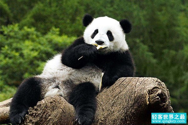 世界上最大的熊猫，体重超过300斤（国宝中的国宝）