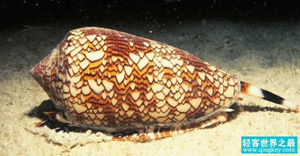 世界上最可怕的10种蜗牛 第二毒药高手,第十自带安全警报