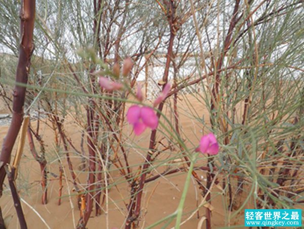 生长在沙漠的花：漂亮又迷人的花棒（最长可活70年）