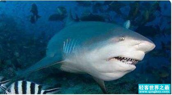 世界凶猛淡水鱼排行 公牛鲨爱好打斗性格暴躁会攻击人类