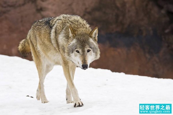 现存最大的犬科动物：灰狼，身长2.5米(最重96.2公斤)