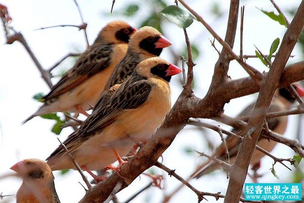 世界上数量最多的鸟类：红嘴奎利亚雀，非洲多达100亿只