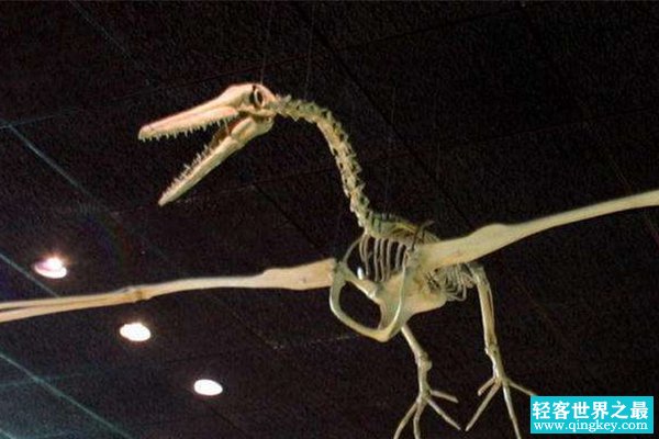 世界上最大的飞禽：桑氏伪齿鸟，化石需吊车搬运(翼展7.3米)