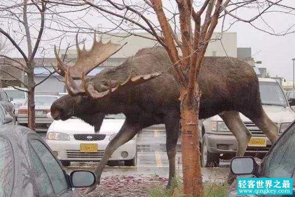 最大的驼鹿有多大?相当于一辆小汽车(重1吨/长3米)