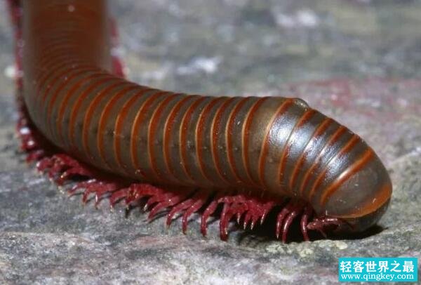 世界上腿最多的动物，千足虫有750条腿（身长只有3厘米）