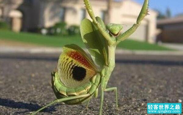 世界上最稀有的螳螂，魔花蝗螂（靠美色诱人/交配后被吃掉）