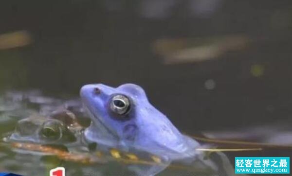 世界上毒性最强的蛙，桶头蛙（一克毒液杀死80个成年人）