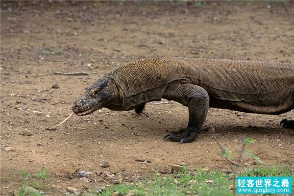 世界上体型最大的蜥蜴是什么 科莫多巨蜥有哪些特征