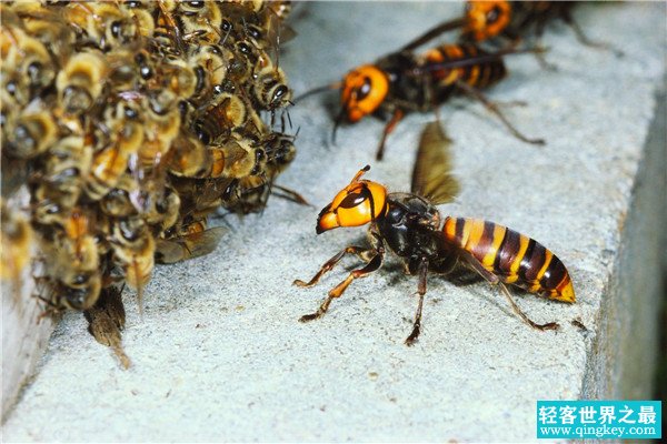 世界上最可怕的毒蜂是什么 非洲杀人蜂（毒性强可杀人）