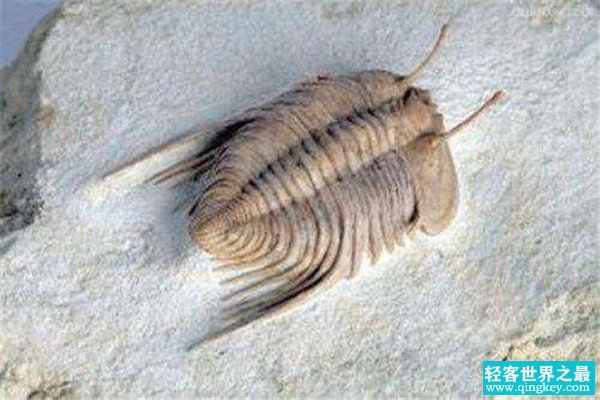 世界上最早进化出眼睛的动物 三叶虫的外形是什么样的