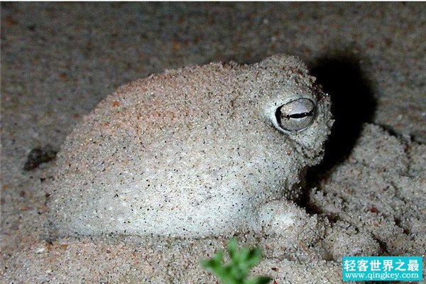世界上最萌的青蛙 纳马雨蛙（主要生活在南非地区）