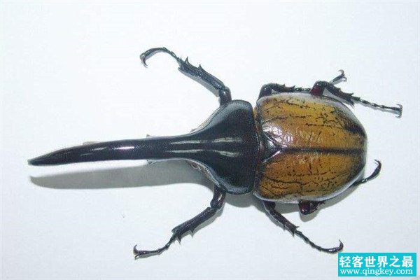 世界上最大的甲虫是什么 长戟大兜虫（力气很大）