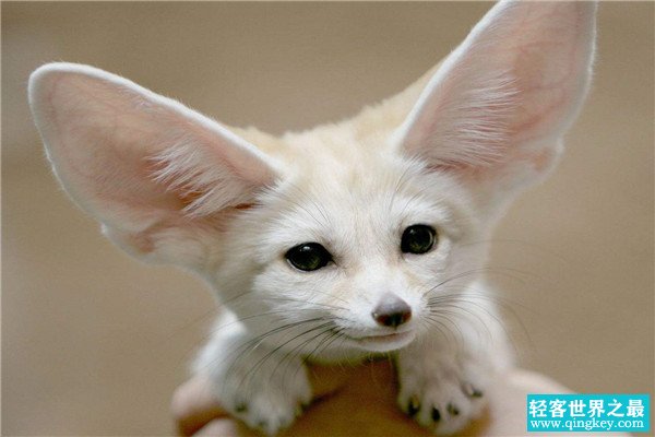 世界上最大耳朵的狐狸 大耳狐（耳朵长度达14厘米左右）