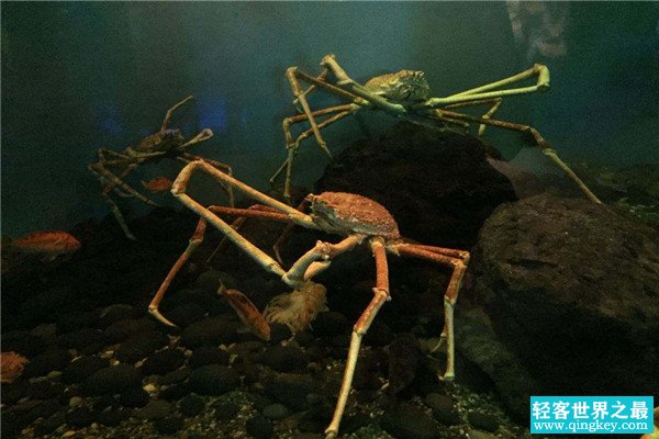世界上最奇特的螃蟹是什么 蜘蛛蟹（长得像蜘蛛的螃蟹）