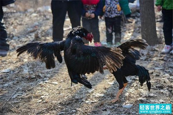 世界上最凶猛的鸡是什么 鲁西斗鸡（打架相当凶狠）