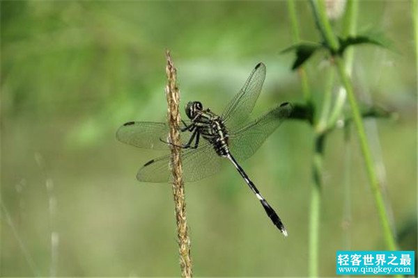 世界最大蜻蜓是在哪里发现的 中美洲发现（长达19.1厘米）