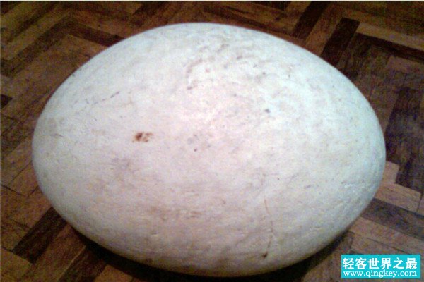 世界上最大的蛋 象鸟蛋的大小尺寸是多少