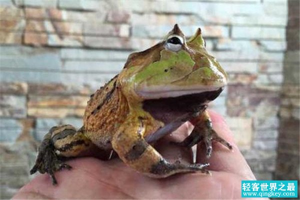 世界上最大的角蛙是什么 霸王角蛙为什么会那么凶残