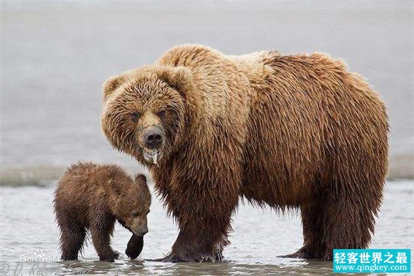世界上最大的食肉类动物 阿拉斯加棕熊（公认最大动物）