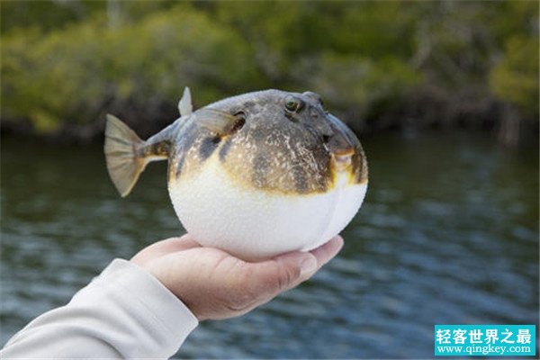 世界上最浪漫的十大生物 倭黑猩猩从一而终第一让人惊讶