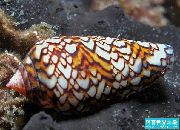 世界上最毒的海螺 鸡心螺(毒液能让十个人死亡)