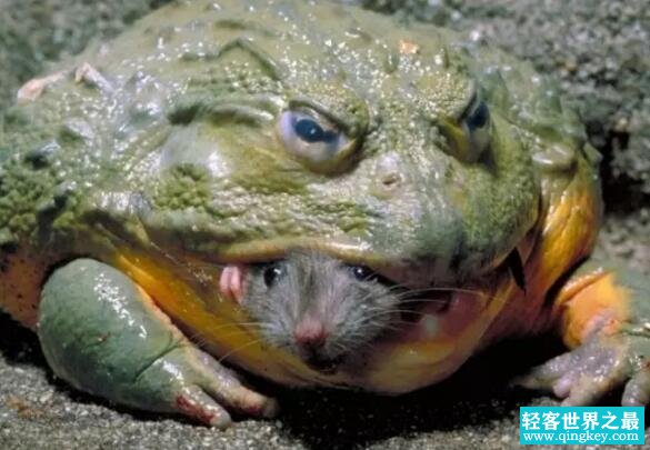 世界第二大蛙类，非洲牛蛙(体长24厘米能吃小鸟)