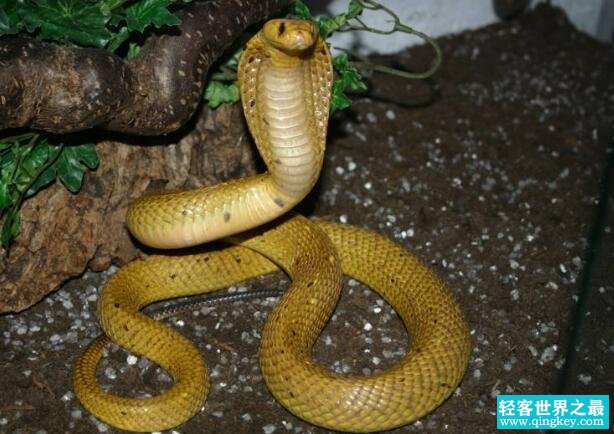 非洲咬人最多的蛇，黄金眼镜蛇(凶过黑曼巴/致命率60%)