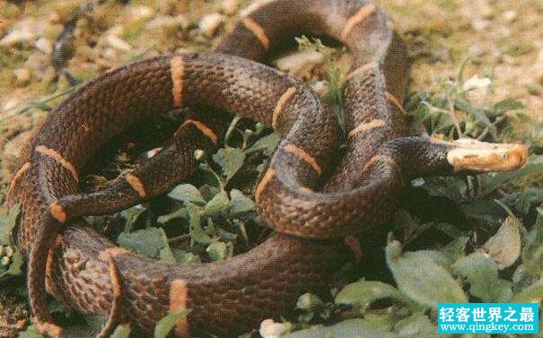 世界上最令人头疼的毒蛇，喜玛拉雅白头蛇咬人不放还绝食