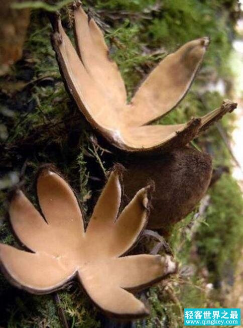 世界上最罕见的蘑菇，恶魔雪茄(释放孢子时发出嘶嘶声)
