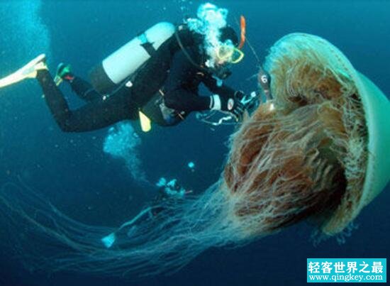 海洋最毒的生物，箱水母杀人于无形(碰之毙命/2分钟死亡)