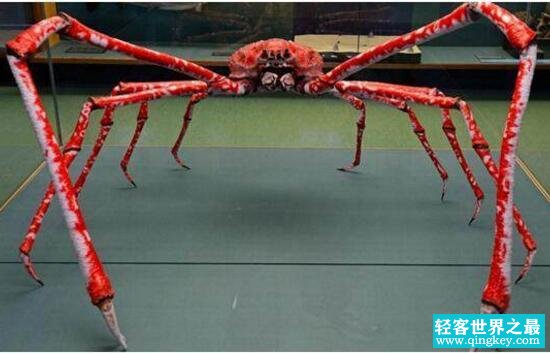 世界上最大的蟹，日本巨型蟹蜘蛛(长达4.2米/不食人)