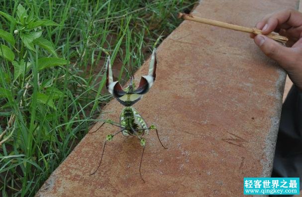 世界上最大最凶的螳螂 非洲绿巨螳螂(体长九厘米)