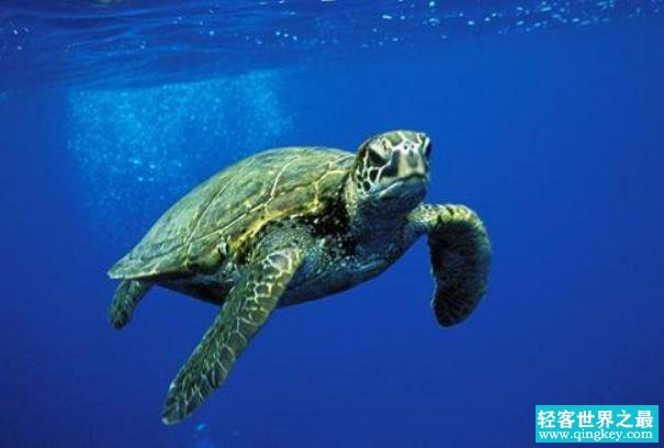 世界上最大的乌龟 绿海龟是海洋中爬行动物(海中生活)