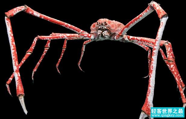世界上最大的螃蟹排名 杀人蟹位居第1名(身长4.2米)