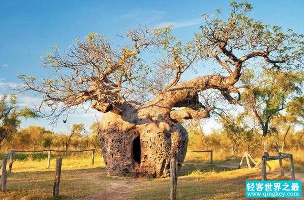 世界上最奇特的树：生长在南非的猴面包树(可以储存水分)