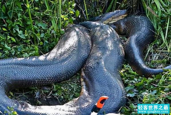 世界最长的蛇 中国发现200米巨蟒 (爆料出真相)