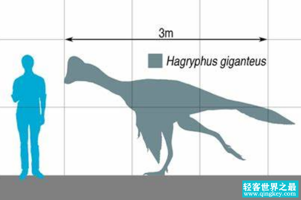 最大的偷蛋龙下目恐龙:哈格里芬龙 体长达3米(像鸵鸟)