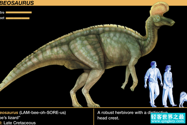 赖氏龙:北美大型恐龙(带有斧头状头冠/体长16米)