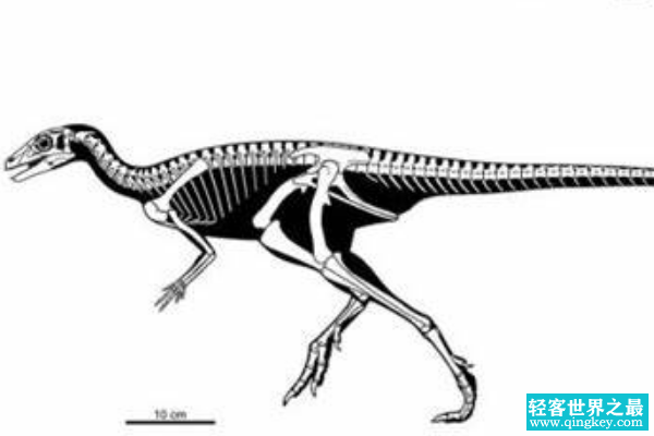 最原始的鸟臀目恐龙：始奔龙 奔跑速度极快(身长仅1米)