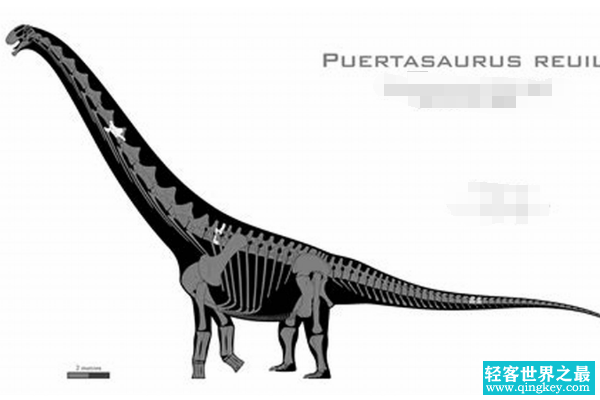 瑞氏普尔塔龙:拥有最宽蜥脚类脊椎(宽1.6米/体长30米)