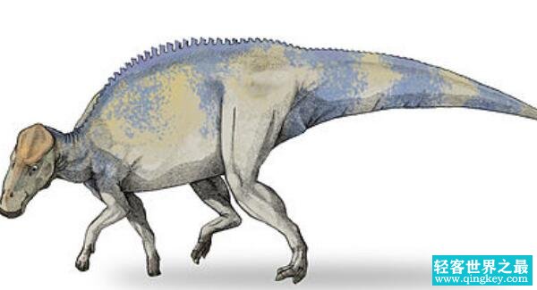 短冠龙：北美洲大型食草恐龙（长7米/距今7500万年前）